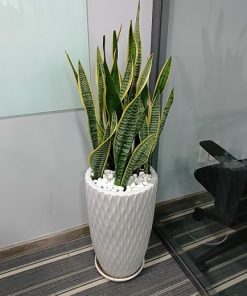 Cây lưỡi hổ cao 1m Green Decor