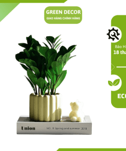 Cây kim tiền mini Green Decor