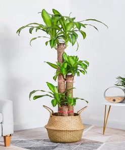 Cây thiết mộc lan Green Decor