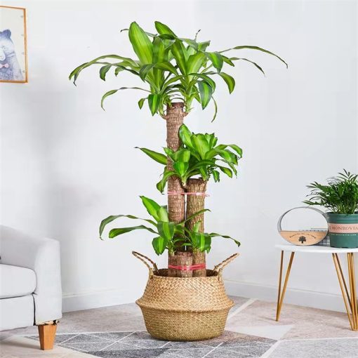 Cây thiết mộc lan Green Decor