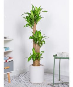 Cây thiết mộc lan Green Decor