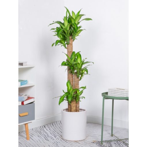 Cây thiết mộc lan Green Decor