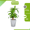 Cây thiết mộc lan Green Decor