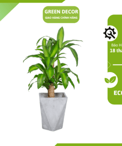 Cây thiết mộc lan Green Decor